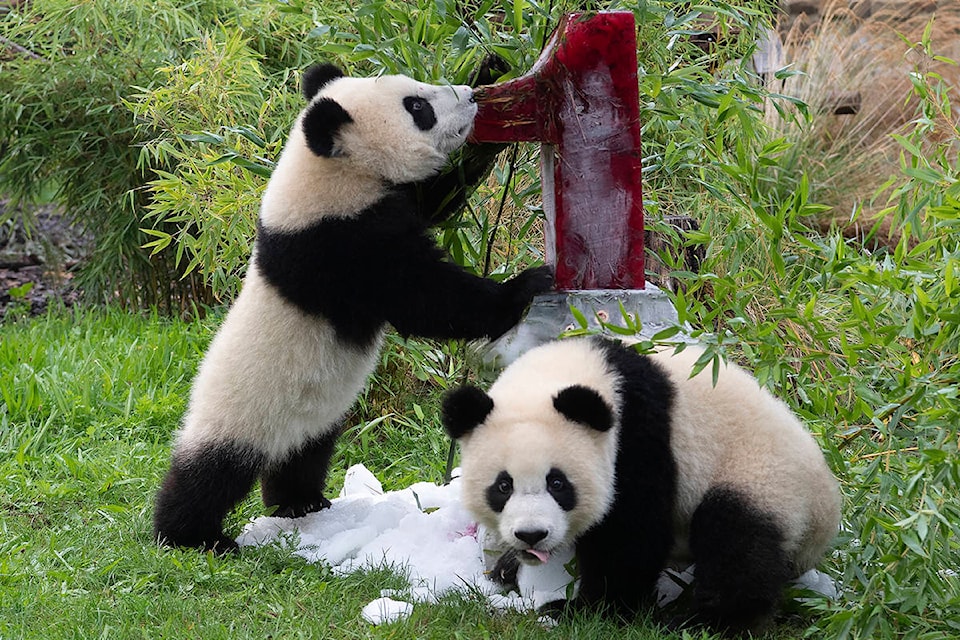 Two young pandas Meng Xiang (nickname Piet) and Meng Yuan (nickname Paule) eat an ice cream cake in their enclosure during their first birthday in Berlin, Germany, Monday, Aug. 31, 2020. (Paul Zinken/dpa via AP)
