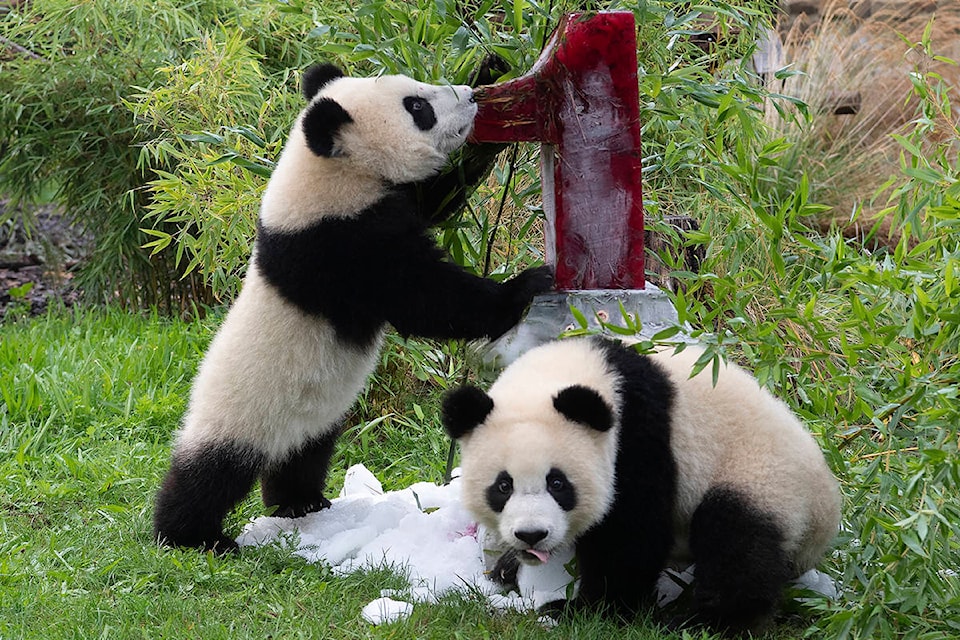 Two young pandas Meng Xiang (nickname Piet) and Meng Yuan (nickname Paule) eat an ice cream cake in their enclosure during their first birthday in Berlin, Germany, Monday, Aug. 31, 2020. (Paul Zinken/dpa via AP)