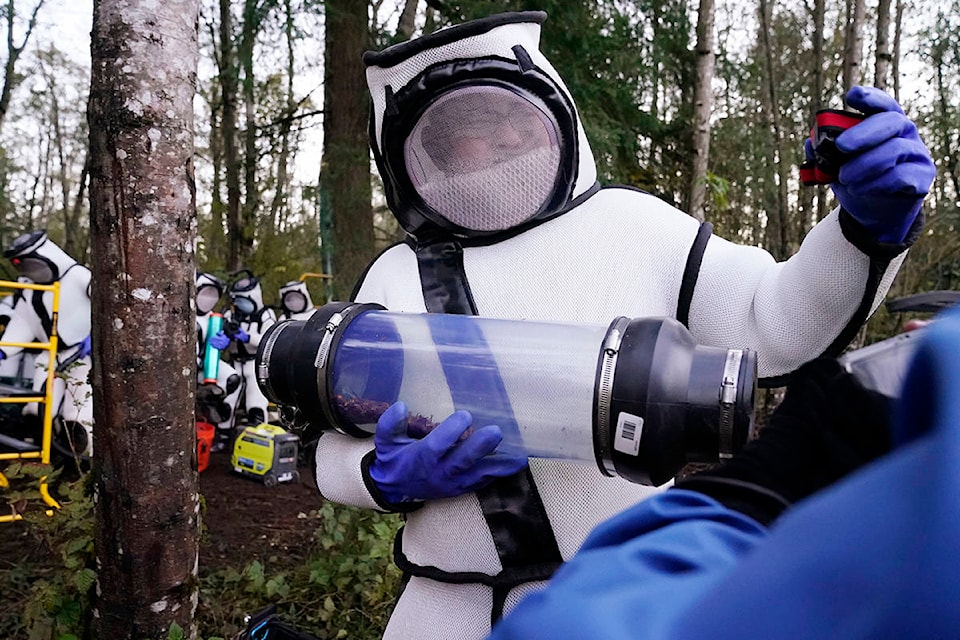 Sven Spichiger, Washington State Department of Agriculture managing entomologist, smiles as he walks with a canister of Asian giant hornets vacuumed from a nest in a tree behind him Saturday, Oct. 24, 2020, in Blaine, Wash. Scientists in Washington state discovered the first nest earlier in the week of so-called murder hornets in the United States and worked to wipe it out Saturday morning to protect native honeybees. (AP Photo/Elaine Thompson)