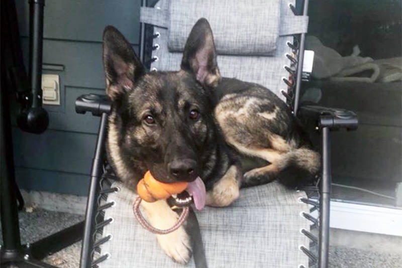 23273893_web1_200422-VNE-VicPD-K9-Zender_1