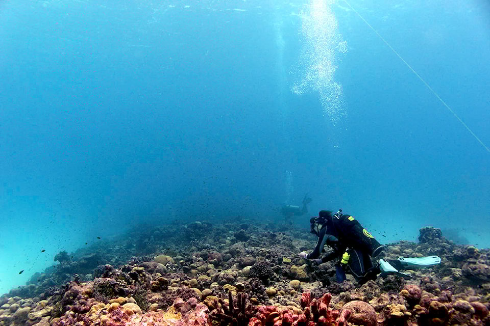 23589794_web1_201209-VNE-CoralReefStudy-UVic-recovery_1