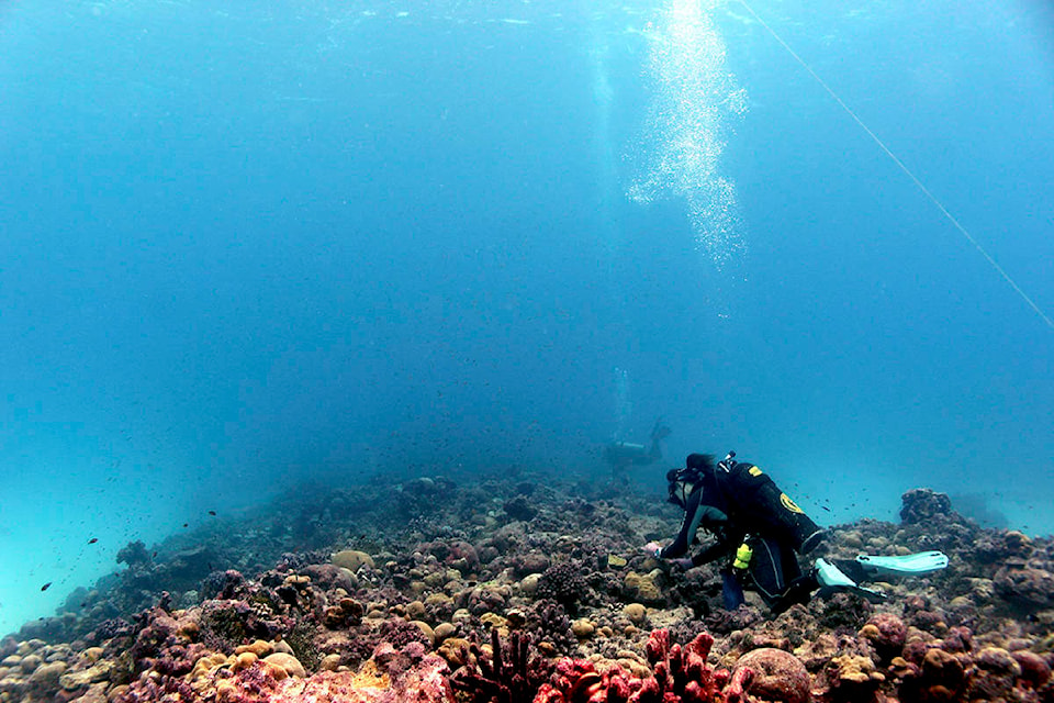 23589794_web1_201209-VNE-CoralReefStudy-UVic-recovery_1