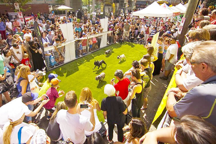 The ever popular Pet-A-Palooza festival from years past – make sure to check out new dates for coming events so you dont miss out!
