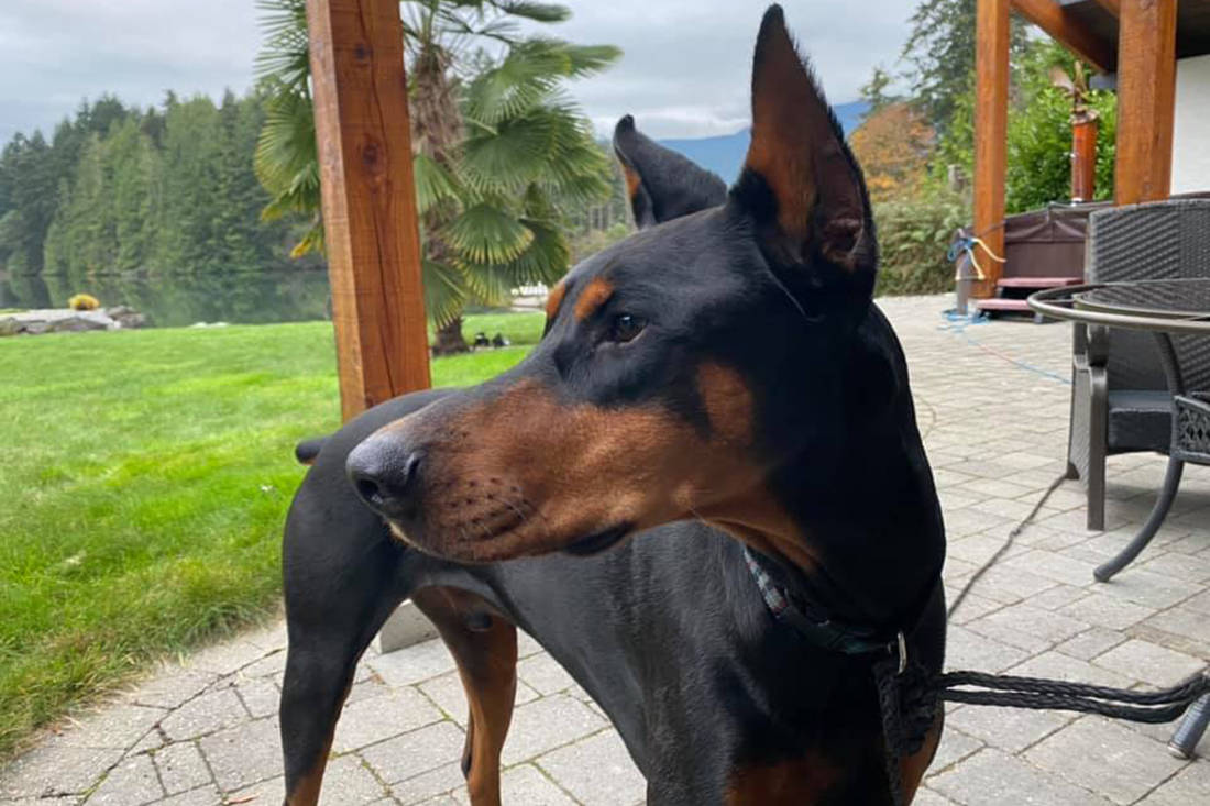 Missing doberman hot sale