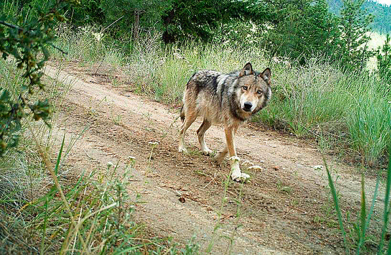 Declining Vancouver Island cougar populations linked to wolves - Greater  Victoria News