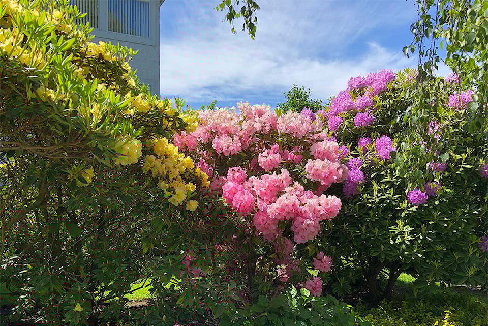 24491443_web1_210311-VNE-Flower-Count-Results_1