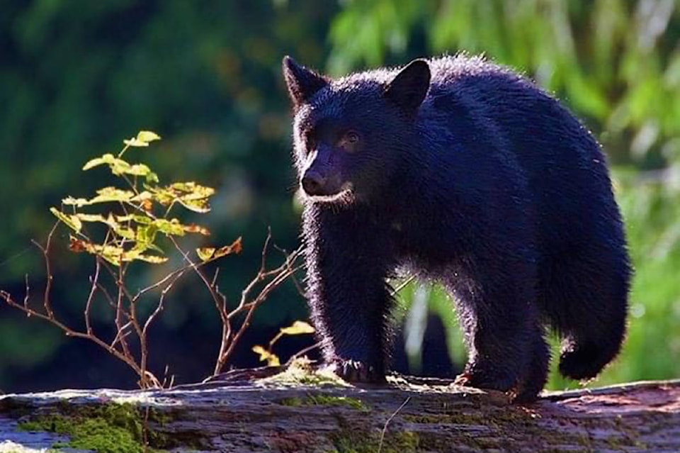 24772235_web1_200507-SNM-Bear-Smart-bear_1