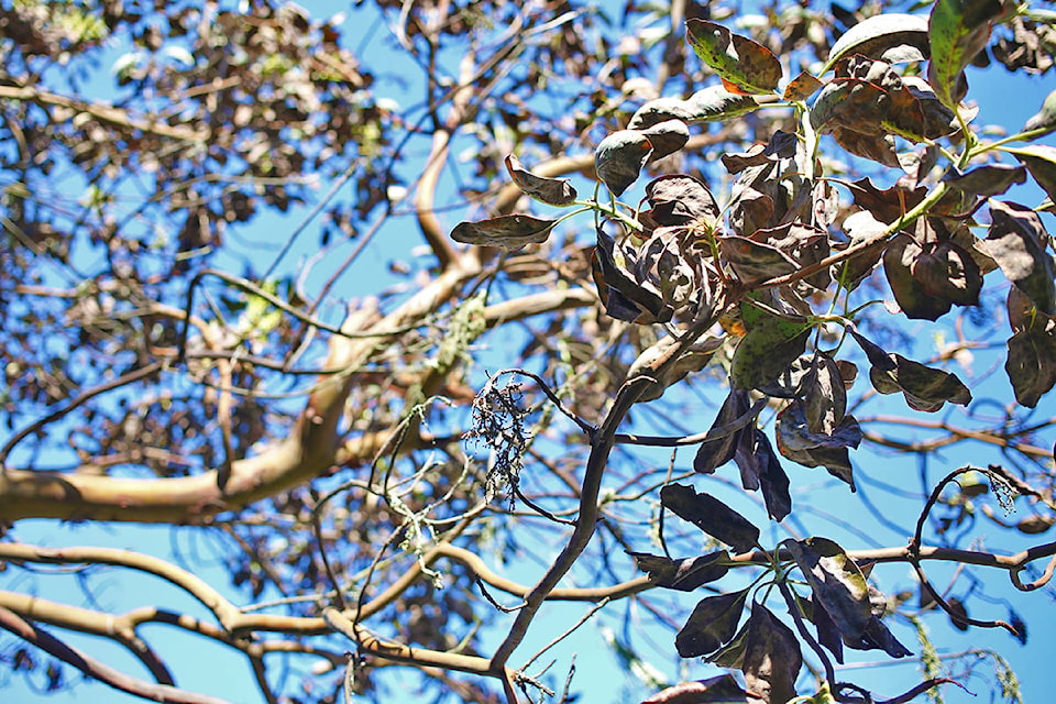 24776222_web1_210407-GNG-Arbutus-Trees-Decline-pic_3