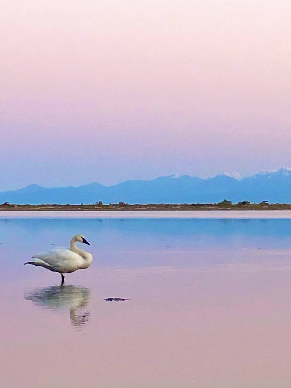 24860892_web1_210415-GNG-PHOTOS-Swan-At-Lagoon-pic_2