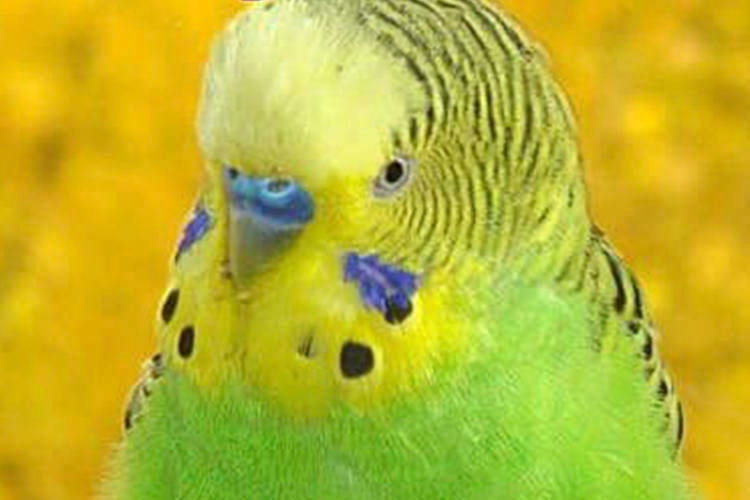 24945972_web1_210423-OBN-Peter-Budgie-Found_1