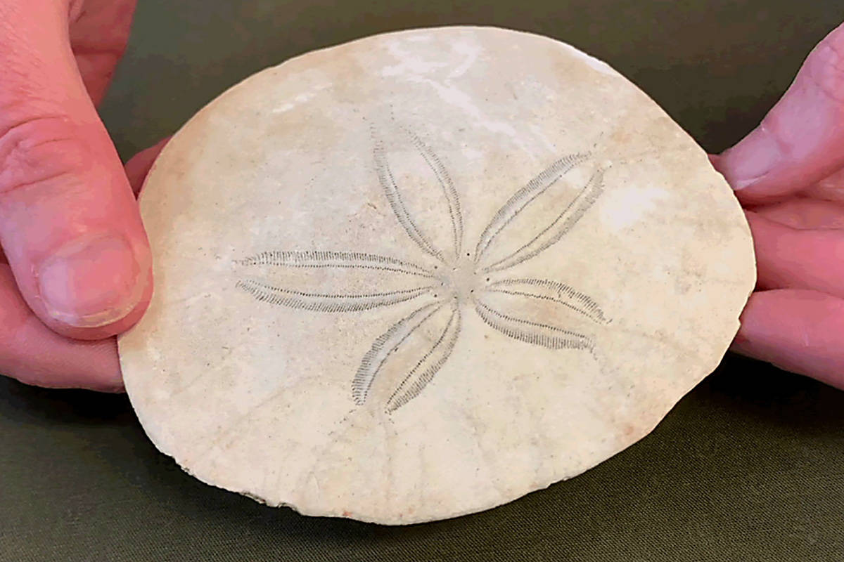 The peculiar life of a Pacific sand dollar - Greater Victoria News