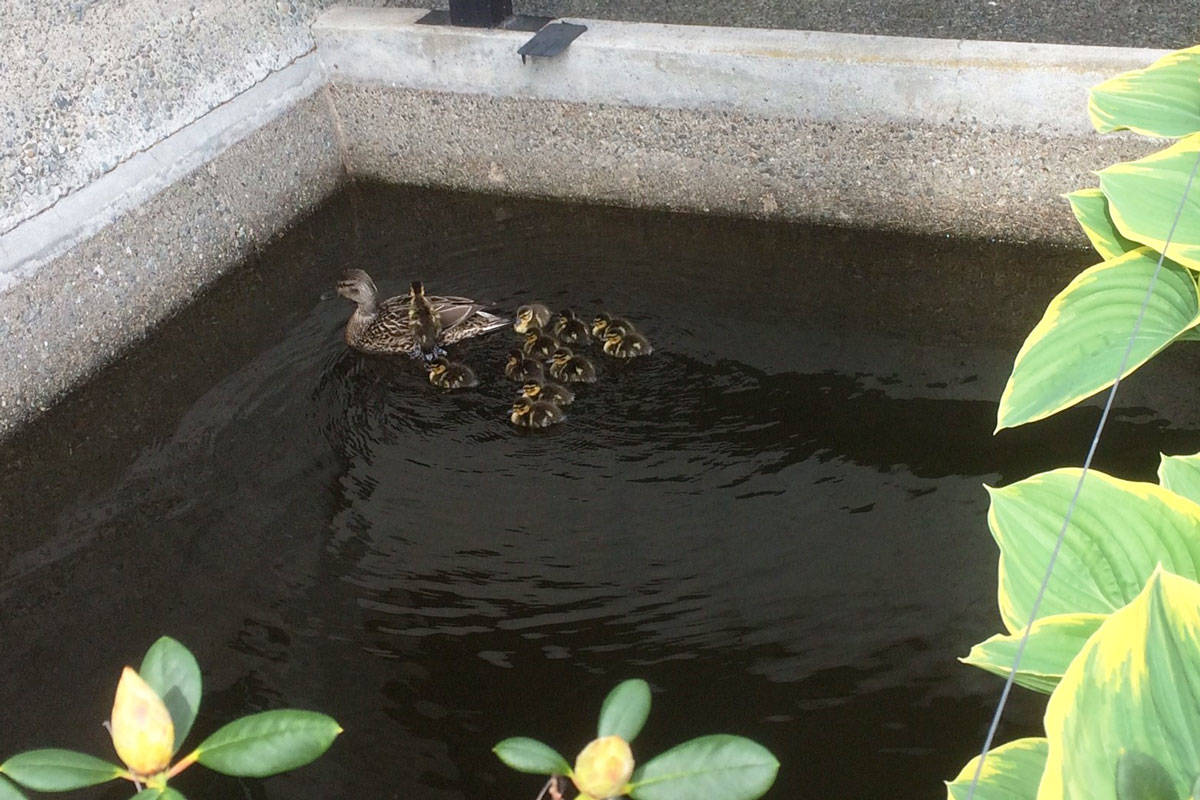 25059529_web1_210504-SNE-DuckFamilyAtMunicipalHall-saanichducks_1