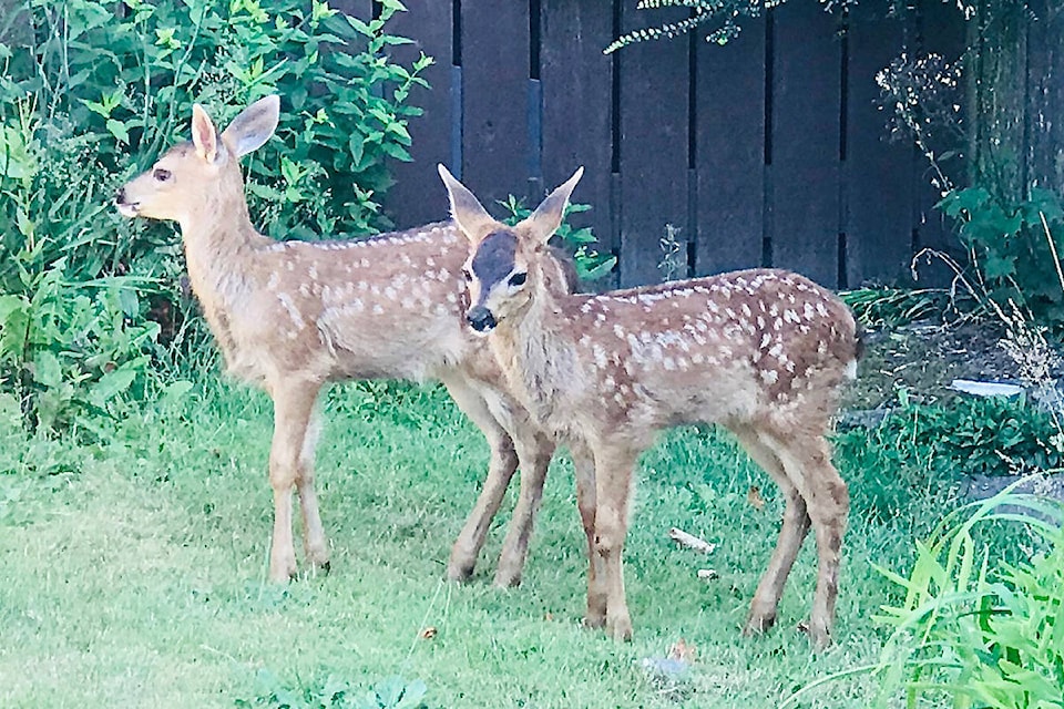 25084667_web1_210510-Impress-VNE-UWSS-Fawns_1