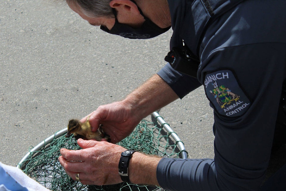 Saanich Animal Control officer Derek Rees and some helpers rescued eight ducks from a storm drain at St. Andrew’s Regional High School on May 7. The mother and her 11 babies were safely released at Swan Lake. (Devon Bidal/News Staff)