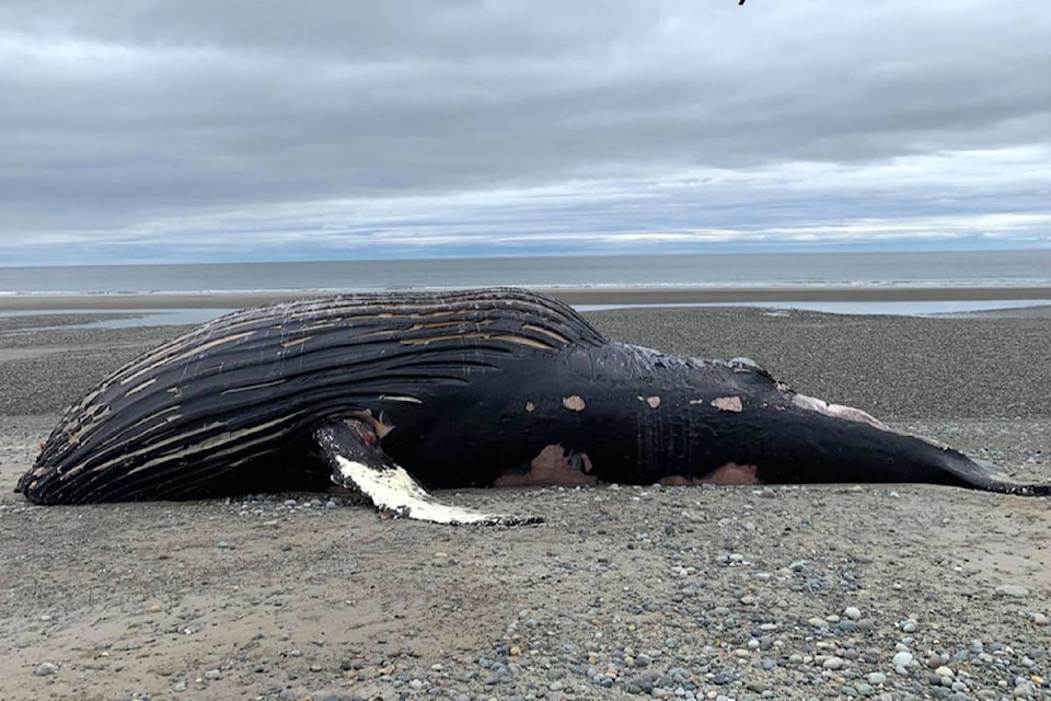 25190398_web1_kayak-humpback-whale