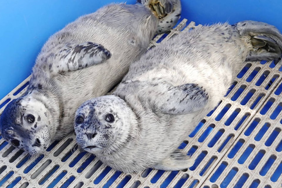 25277785_web1_210525-PNR-SealPups-Seals_1