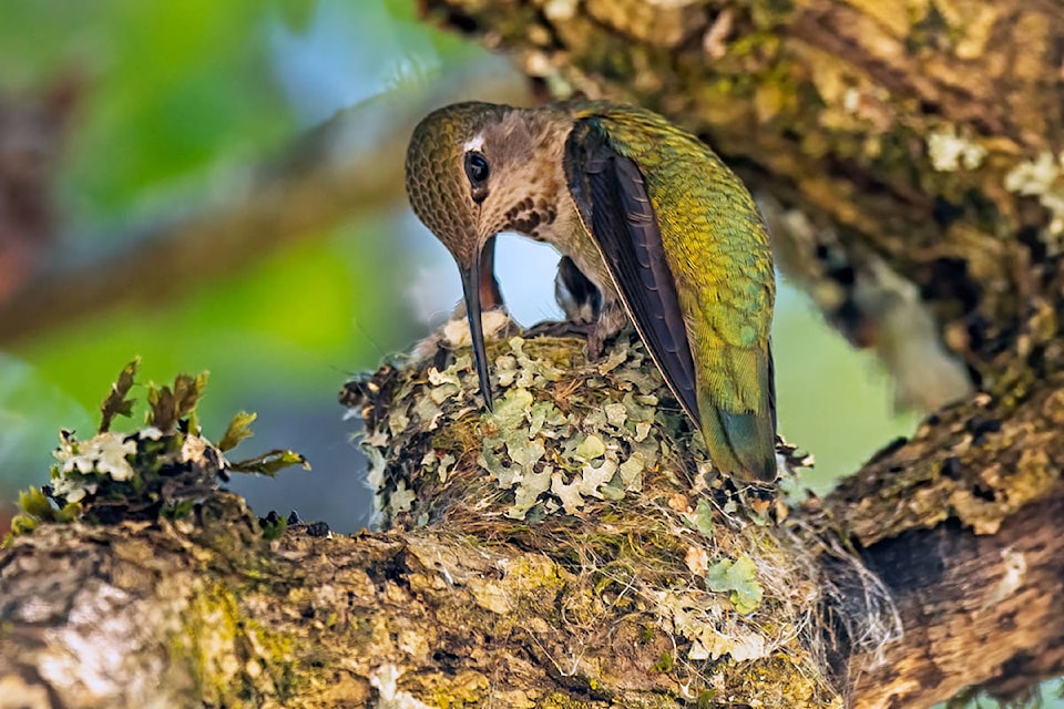 A hummingbird mother feeds her babies insects and nectar. (Contributed/Gary Wilson)