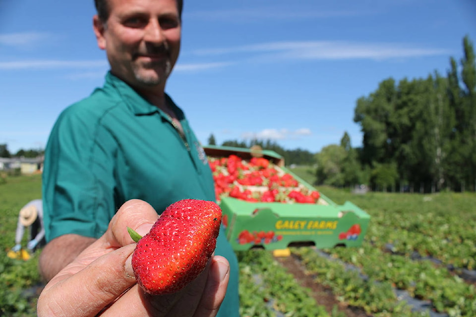 Rob Galey holds one of his strawberries at Galey Farms’ Wilkenson Road field location in early June after they started their first pick of the year on May 30. (Jake Romphf/ News Staff)