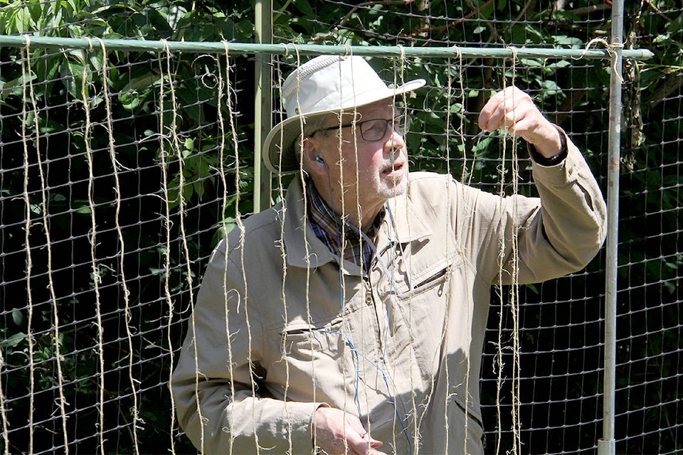 Norman Mogensen sets up strings for his beans in his plot in the Oak Bay community gardens. (Christine van Reeuwyk/News Staff)