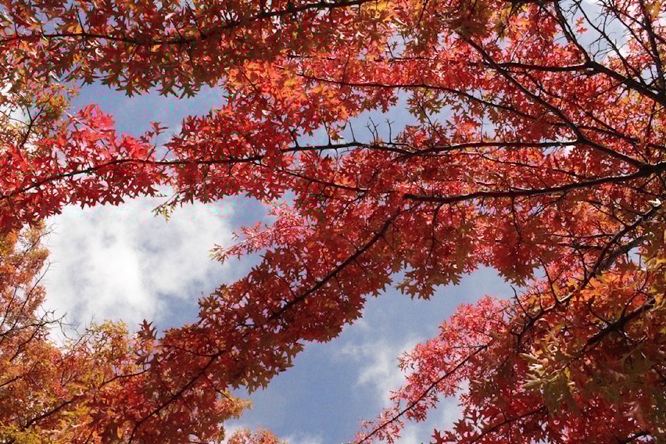 25528789_web1_201010-SNE-FallStandalones-FallInSaanich_3