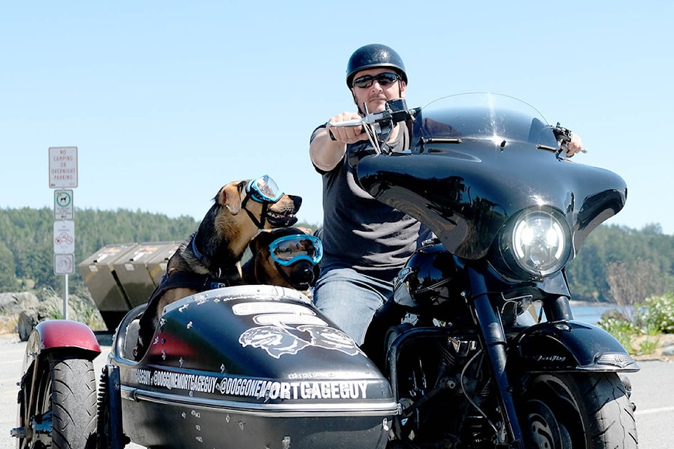 Harley davidson sidecar store for dogs