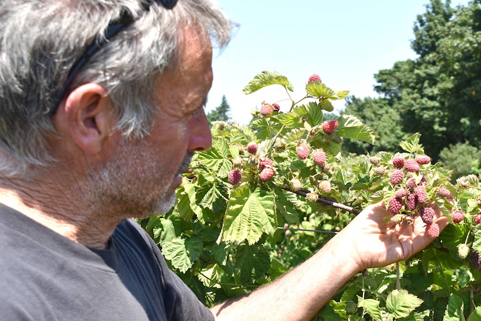 Tom Michell of Michell’s Farm shows damage that heat caused on his raspberry crop. (Wolf Depner/News Staff)