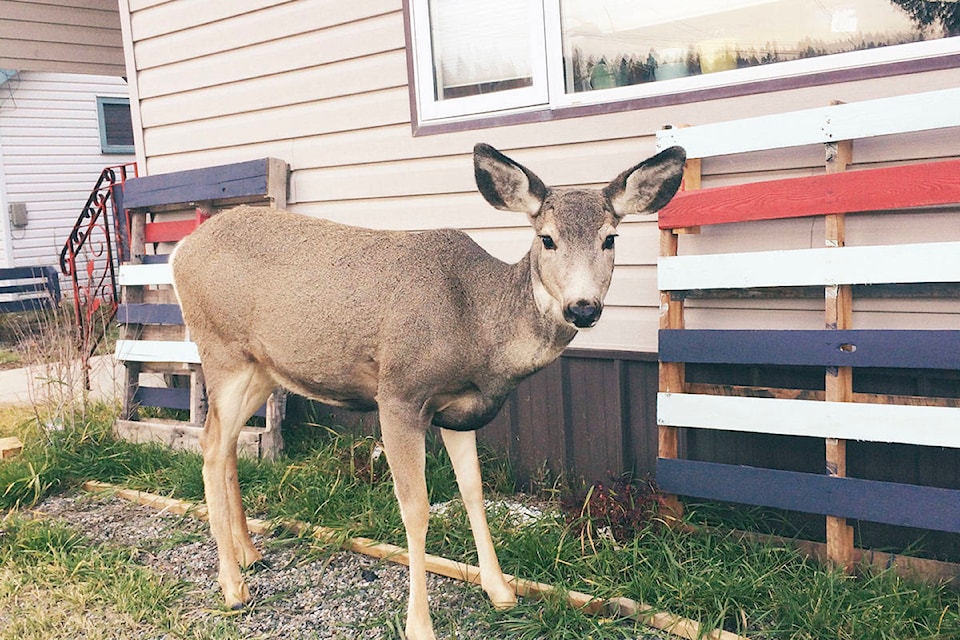 25651401_web1_210628-VNE-Esquimalt-Fences-Deer_1