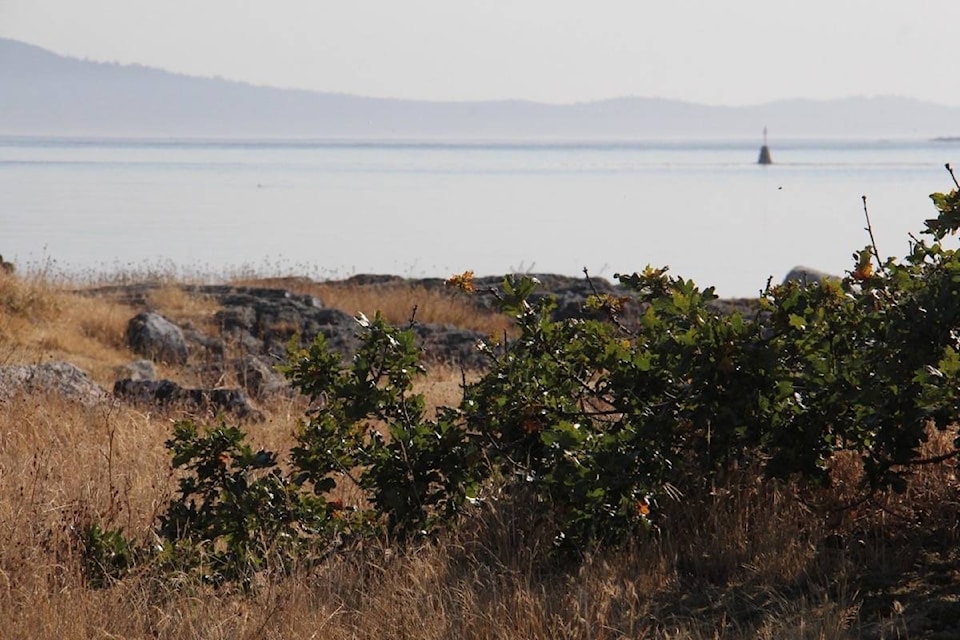 The view from Oak Bay’s island park Mary Tod Island or Kohweechela. (Christine van Reeuwyk/News Staff)