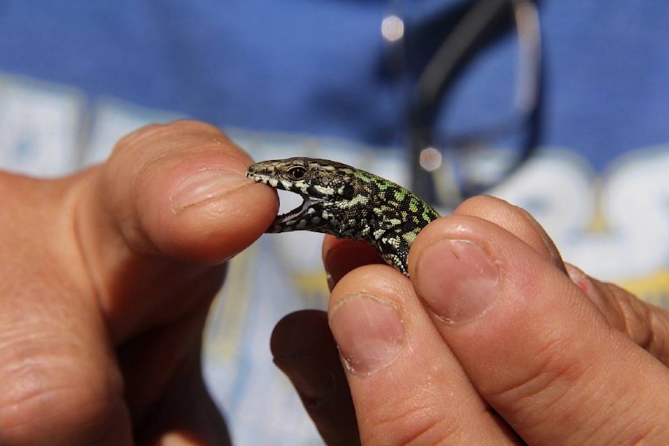 A common wall lizard captured on a Victoria street. July 15, 2021 (Christine van Reeuwyk/News Staff)