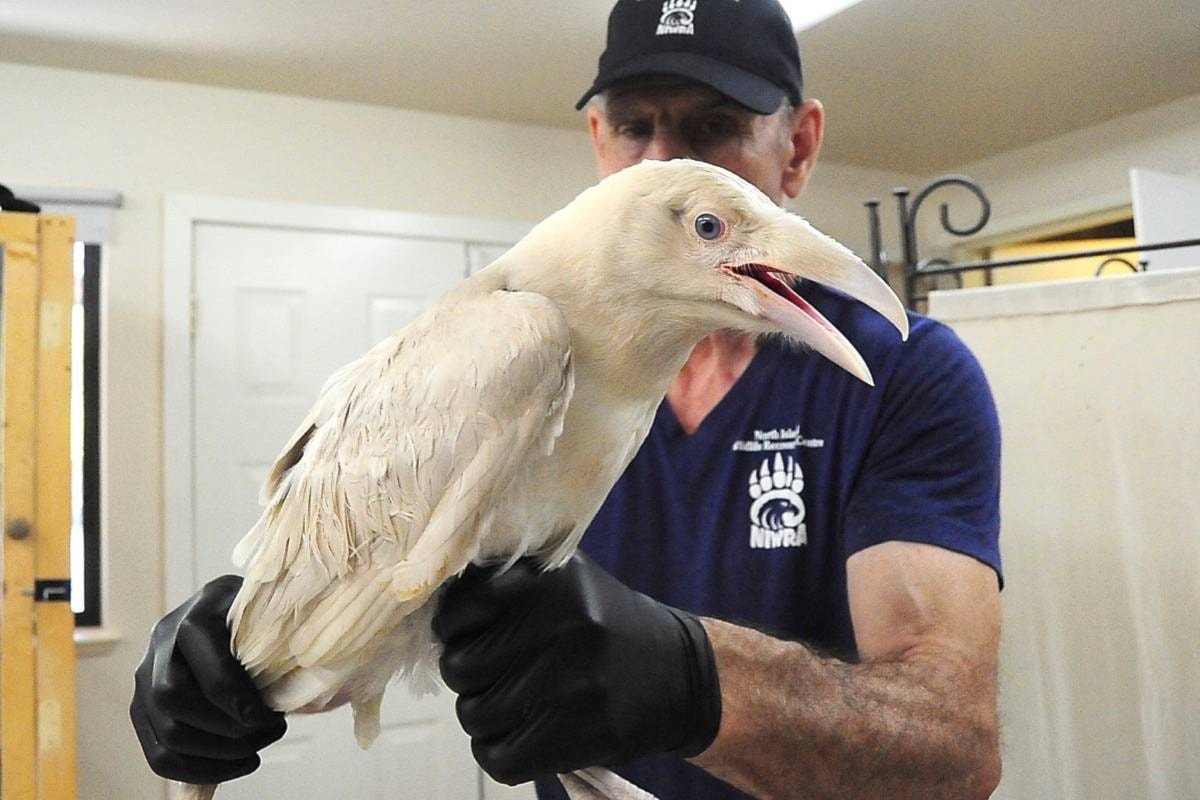 Rare white raven still recovering at Vancouver Island wildlife centre - Greater Victoria News
