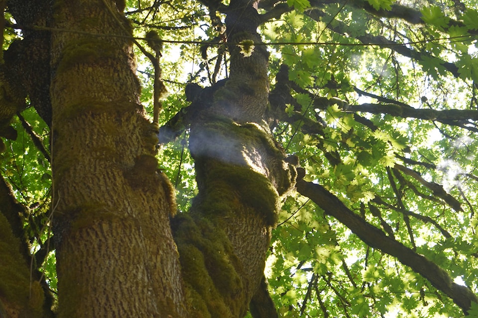 Smoke can be seen emanating from 25-30 feet up a tree in the Millard Nature Park in Courtenay. Photo by Terry Farrell