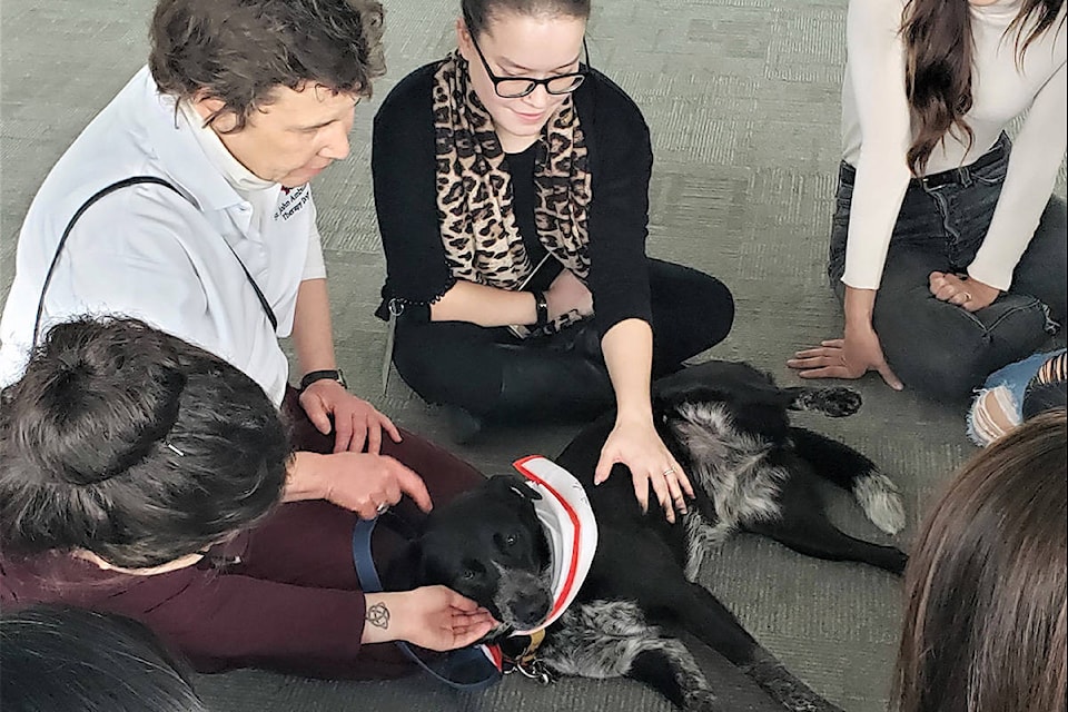 St. John Ambulance therapy dog Fasken (centre) does his thing at a Victoria law office. Pre-pandemic, the four-legged volunteers visited facilities such as hospitals, care homes, schools, workplaces and more on a weekly basis. (Courtesy of St. John’s Ambulance B.C. & Yukon)