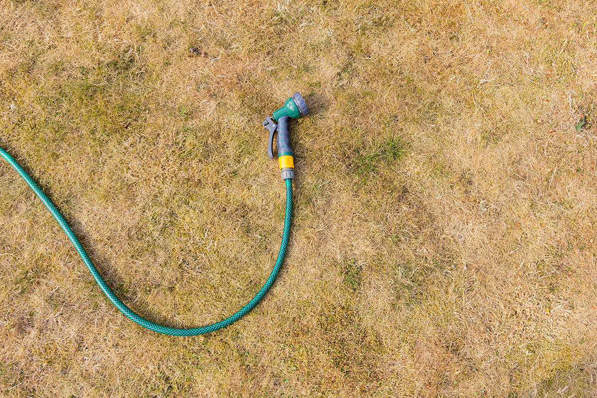 Gold is the new green! Let your lawn go golden to reduce water use.