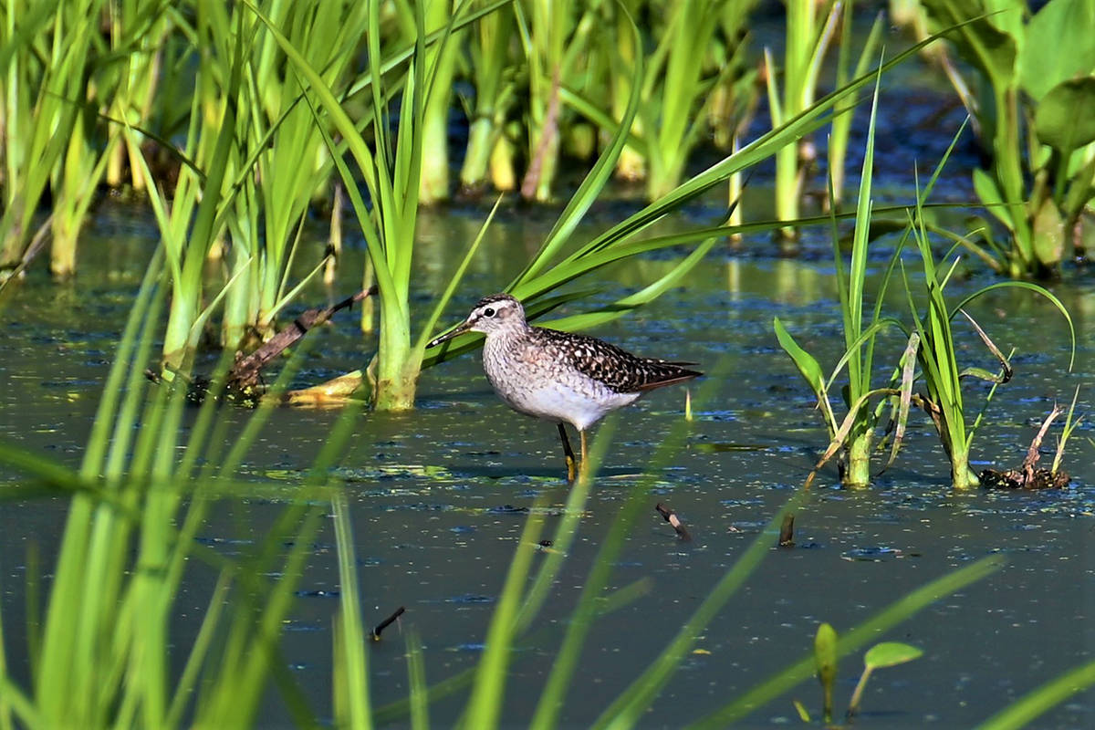 25999382_web1_210730-OBN-BirdWatching-Newell_1