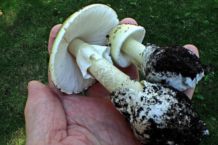 26150201_web1_210813-OBN-DeathCapMushrooms_2