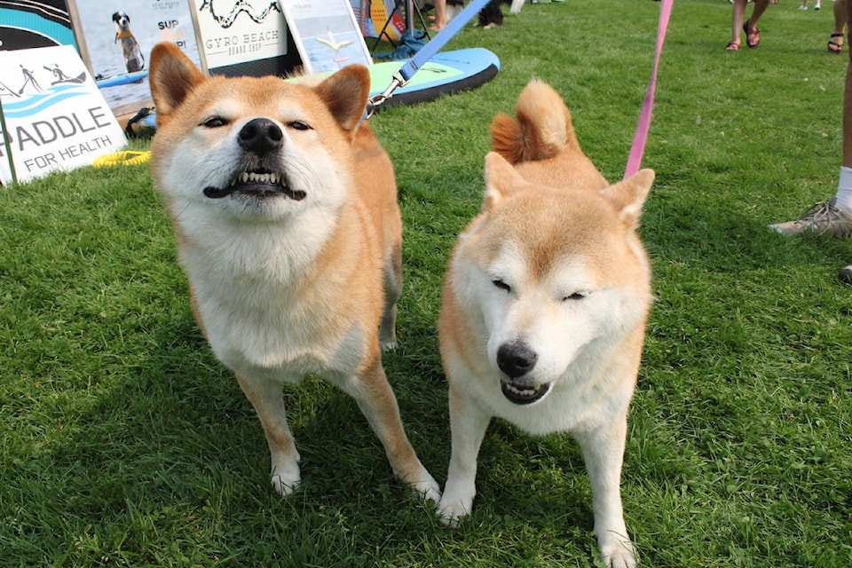 Pet-A-Palooza attracted lots of dogs and their owners to Bullen Park in Esquimalt on Aug. 14. The two-day event continues on Sunday. (Jake Romphf/News Staff)