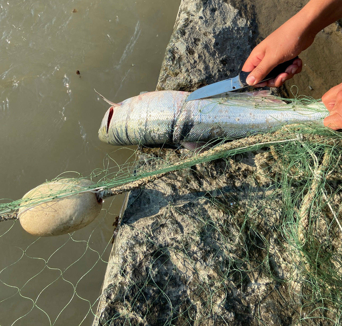 Between 200 and 250 illegal fishing nets have been seized on the Fraser River by DFO so far this year. (DFO)