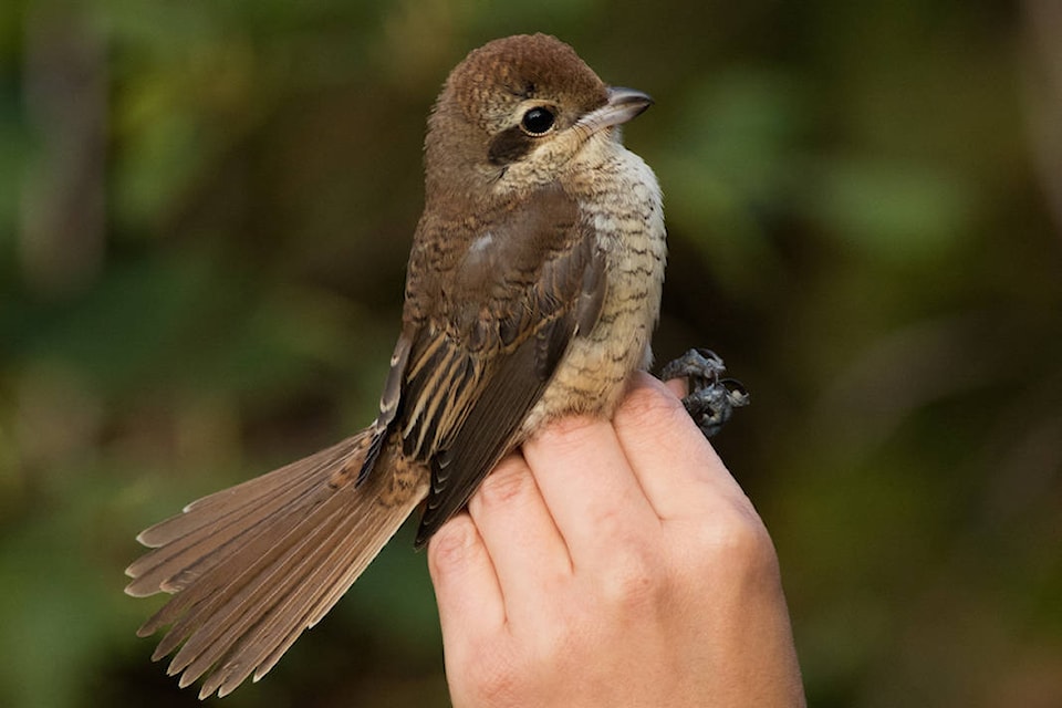 26286517_web1_191002-GNG-RareBirdSighting_2