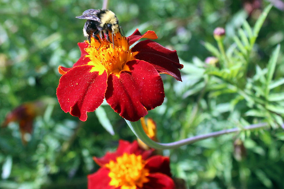 26499773_web1_210915-inaturalist-swan-lake-bee_1