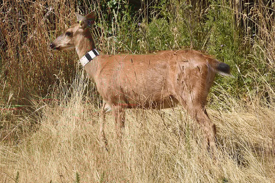26521579_web1_210917-OBN-DeerPoopSafeForGardens_2