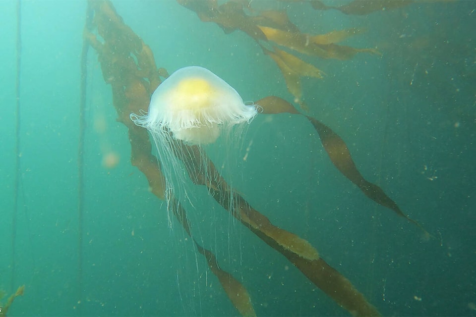 A jellyfish floats seemingly weightless, in this image taken from a video shot in the waters off the Ogden Point breakwater by diver Justin Gross. (YouTube/Justin Gross)