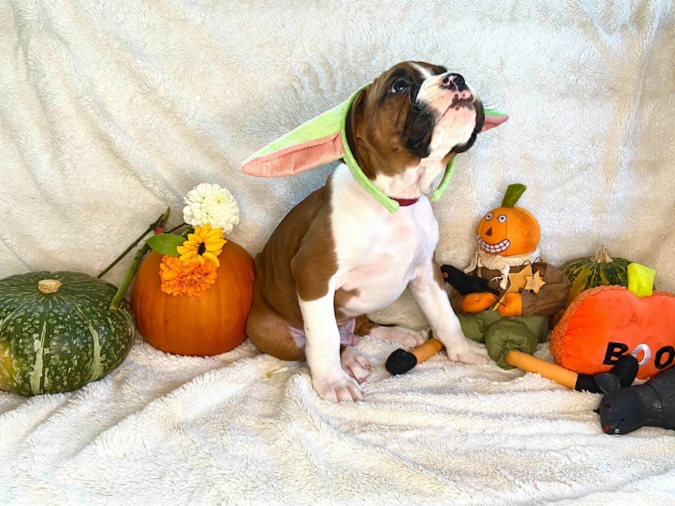 26825796_web1_211004-VNE-HowloweenPetContest_1