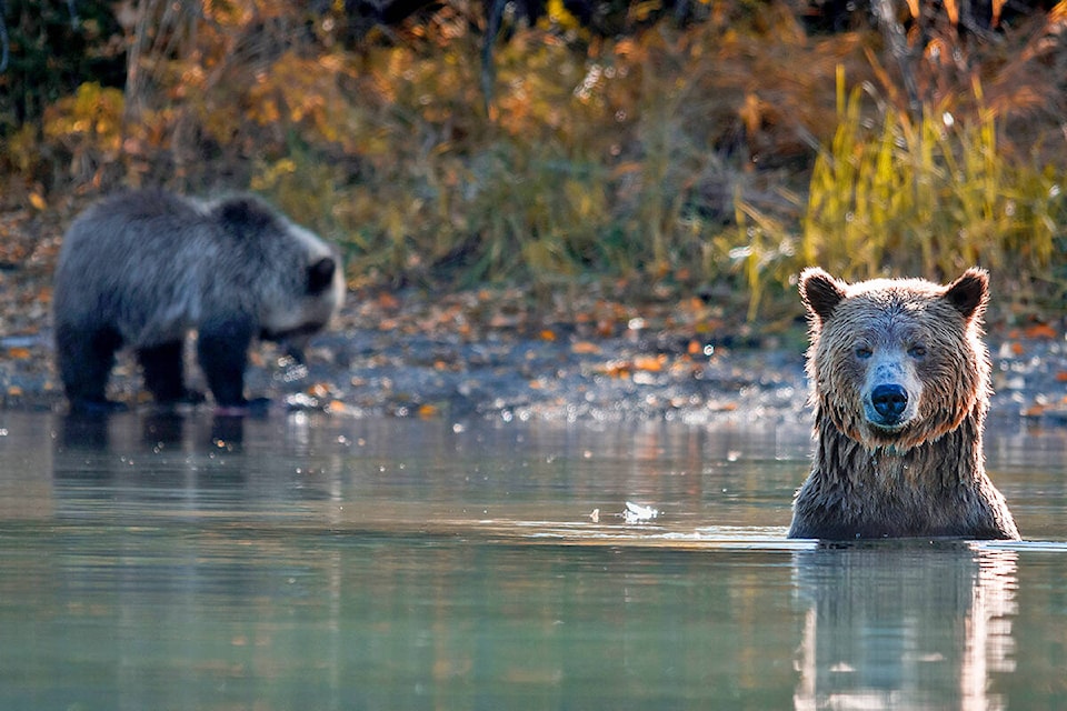 Chilcotin grizzly bears feast on salmon in the Chilko River recently as they prepared for winter. (Monika Petersen photo)