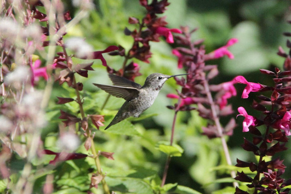 26906893_web1_211021-SNE-Hummingbird-photos-humming_1