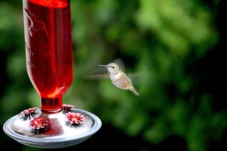 27729489_web1_170510-VMS-Humming-bird