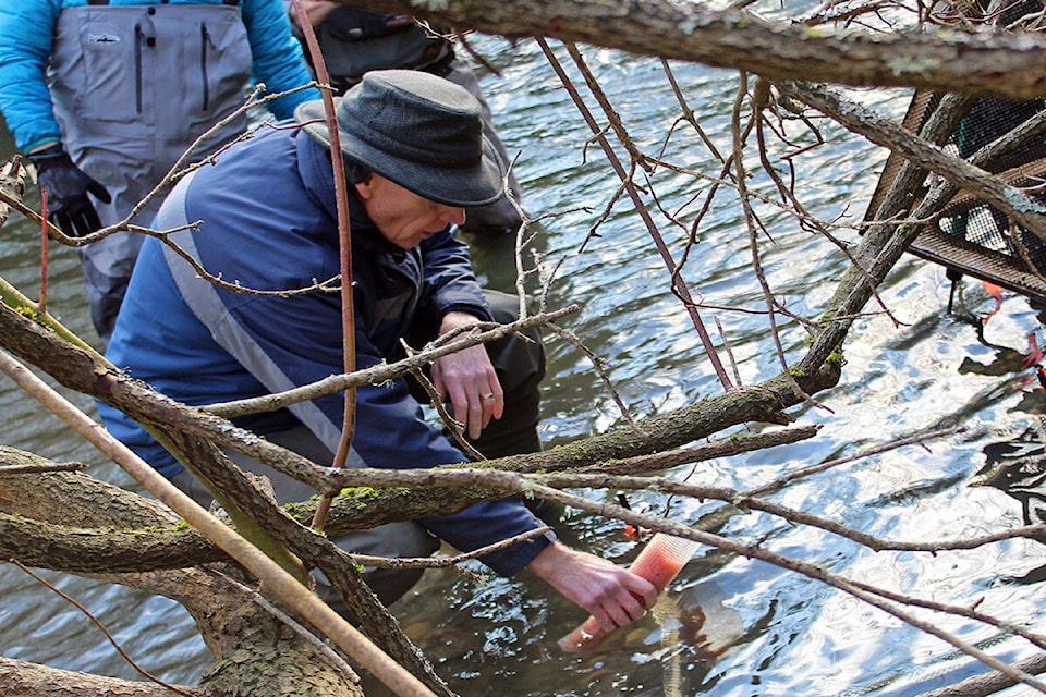 27913101_web1_220122-OBN-Bowker-Creek-Chum-Salmon-eggs_2