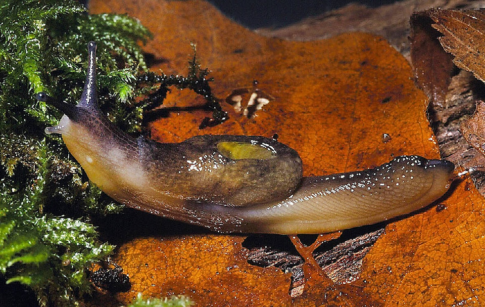 27893596_web1_220210-SNM-Jumping-Slugs-PHOTOS_2