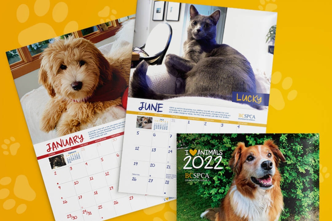 BC SPCA opens submissions for 2023 calendar contest Greater Victoria News