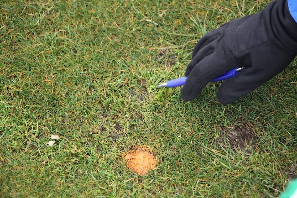 Crews burned carpet burweed marked out at Cattle Point, now the No Ivy League aims to hand-pull as much of the invasive as possible. (Black Press Media file photo)