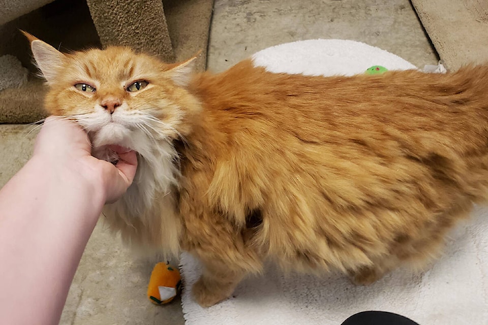 Ralph the orange tabby will soon be reunited with his owner, Crystal Maclean, after being lost for more than three years. (BC SPCA)